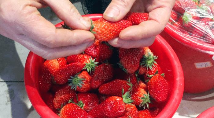 想吃草莓酱可以自己做,想吃草莓酱不用买在家就能做