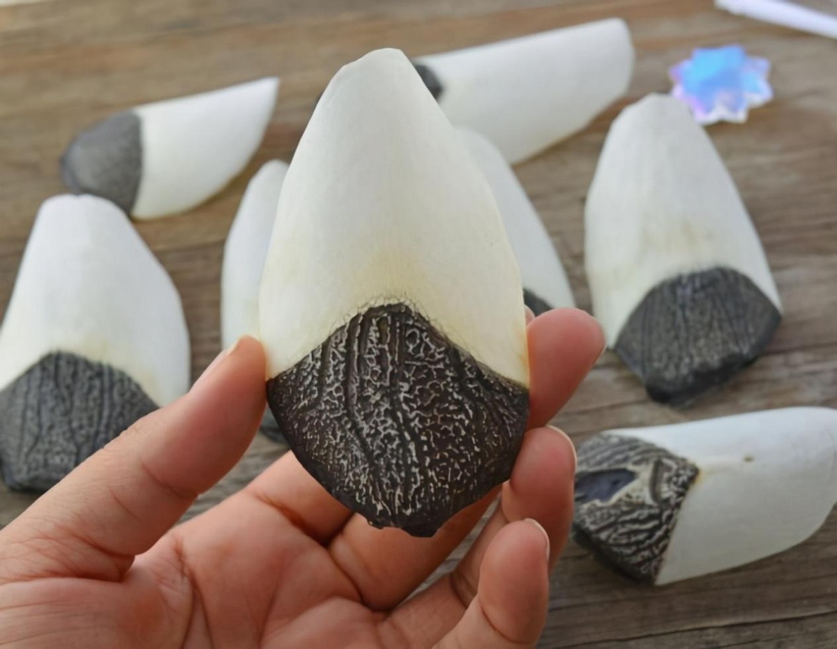 亚马逊河流域食人鱼,亚马逊河食人鱼巨骨舌鱼