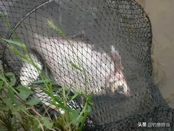 武昌鱼什么季节最好吃,武昌鱼适合怎么吃