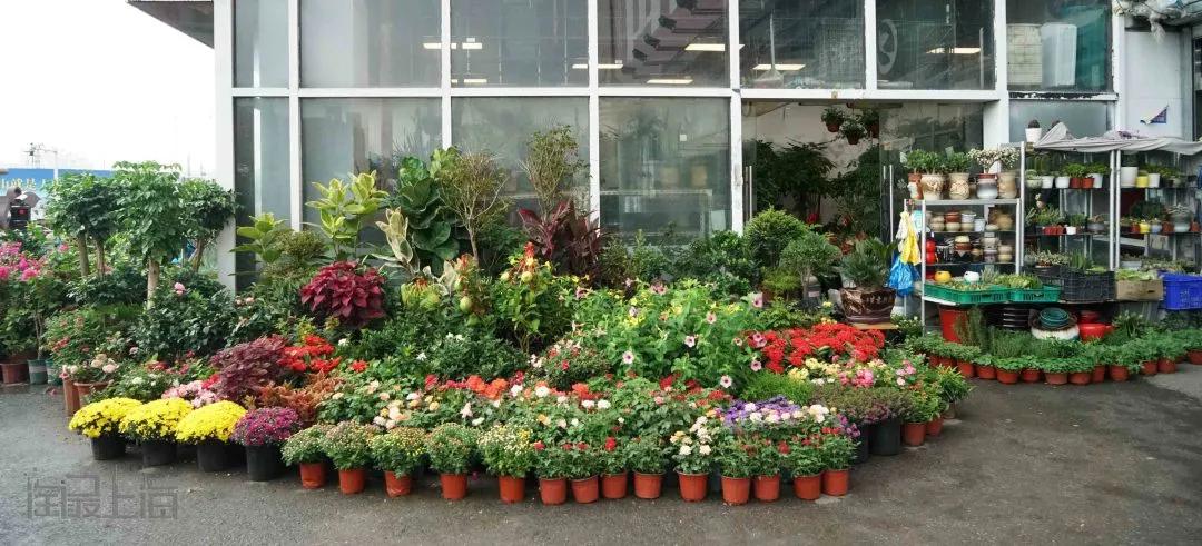 花卉市场晚上营业,今天的花卉市场