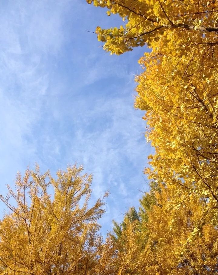 温州银杏哪里最美,温州秋冬的银杏树确实美