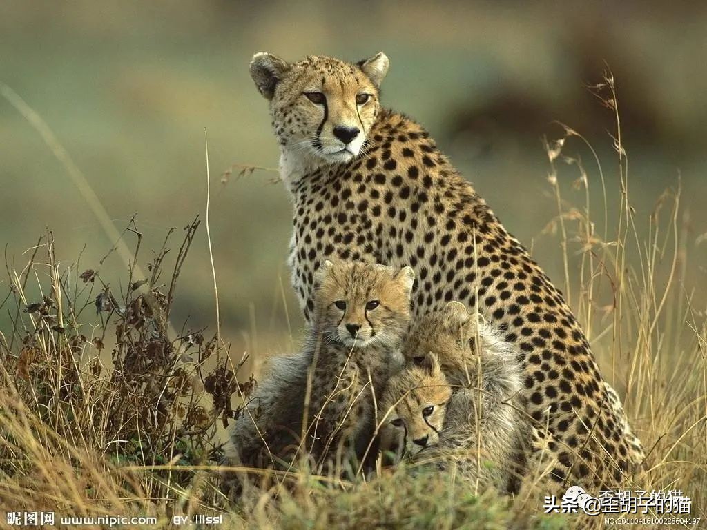 捏住老虎后颈就不敢动了,捏住老虎后颈肉会怎样