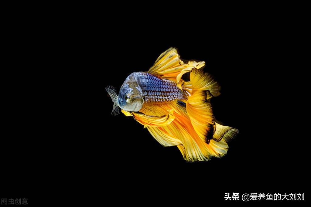 二手鱼缸和新鱼缸区别,买二手鱼缸和新鱼缸哪个实惠