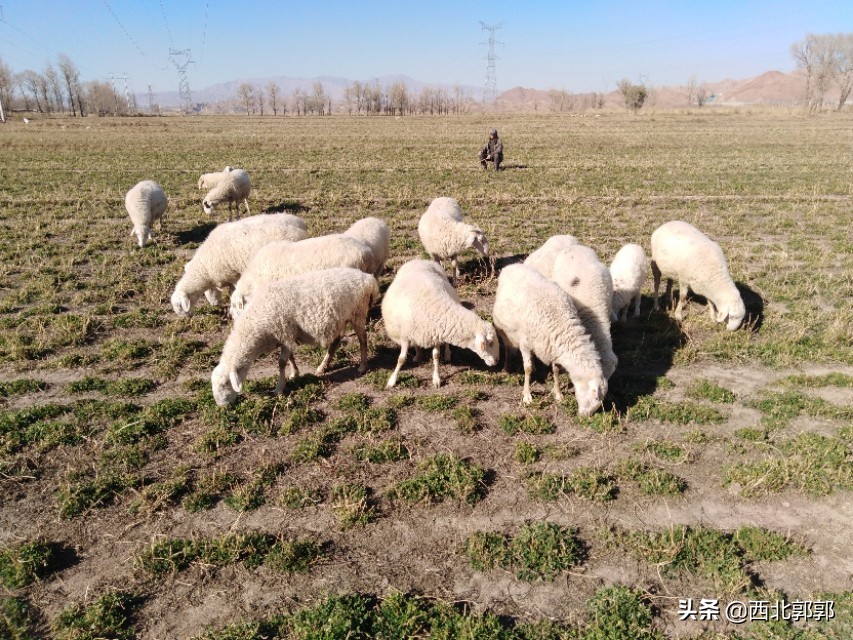 羊产羊羔胎衣不下怎么办,产了牛犊的胎衣不下来怎么办