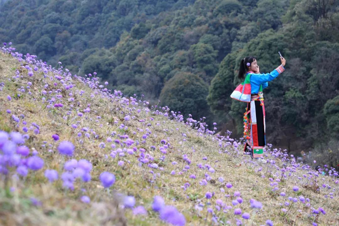 腾冲高山草甸景点,腾冲高原草场