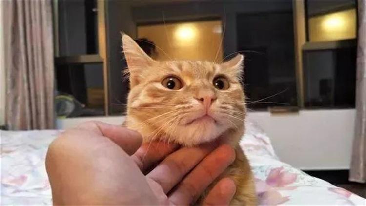 猫的天敌为什么是蛇,猫的天敌为啥是老鹰