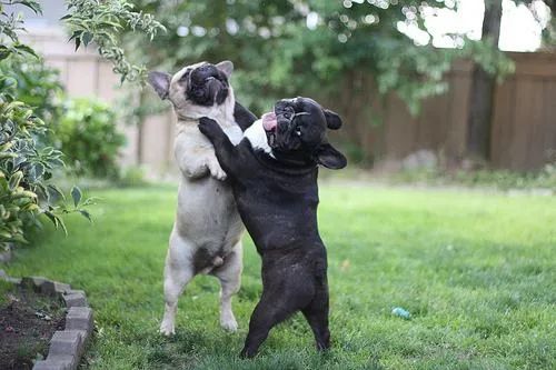 又到发情高峰期，主人忽视这些护理，小心疾病找上狗狗