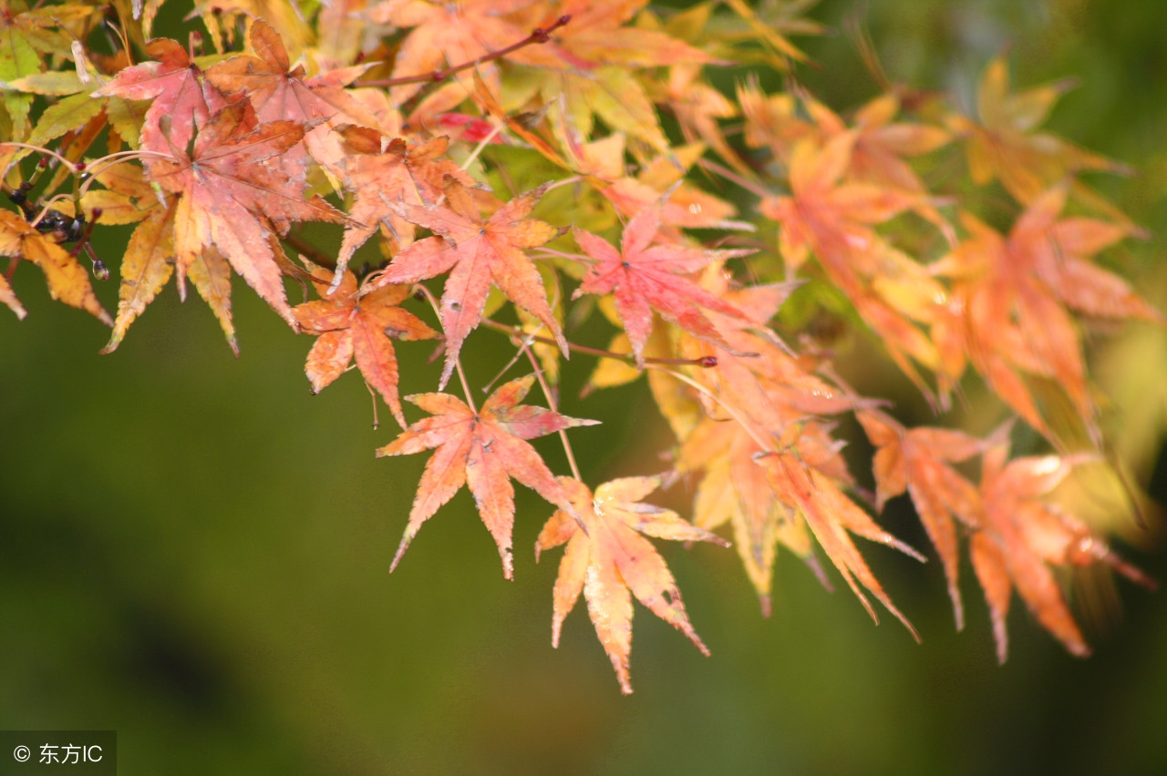 月影疏疏,月影疏疏新中式测评