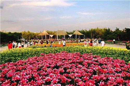 世界最美百合花海,超级惊艳的花海美景15分钟视频