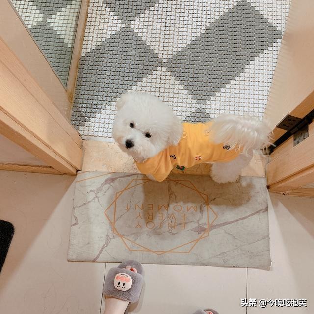 狗狗疫苗怎么打四联,狗狗疫苗怎么打多少钱一针