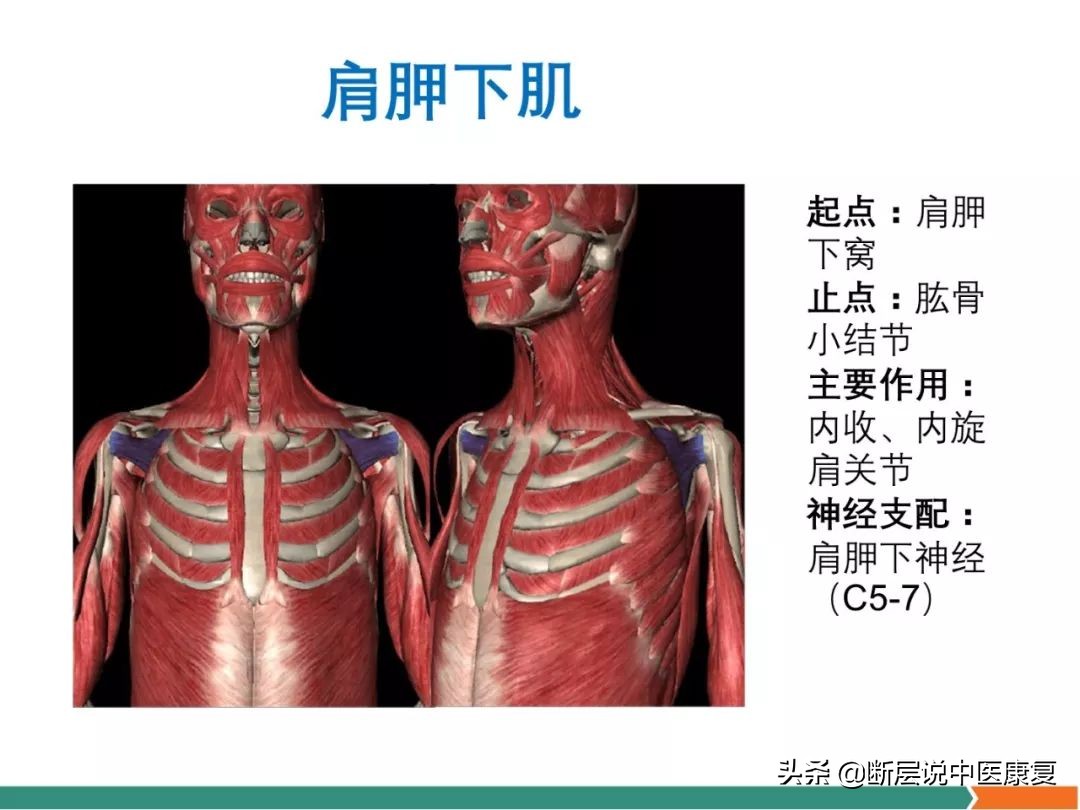 肩部肌肉解剖图详细图,肩部的16块肌肉分布图