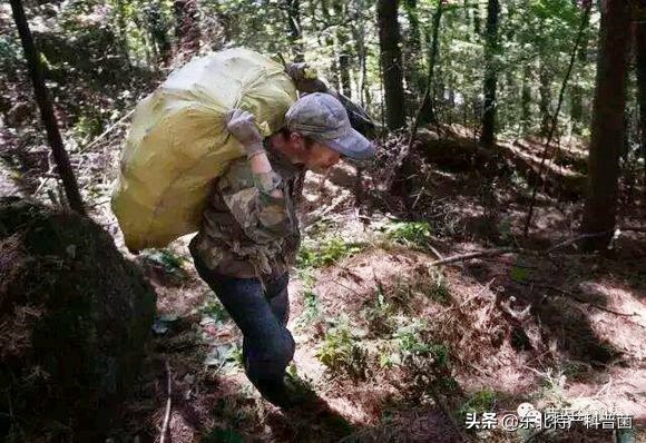 松子的采摘过程,松子从采摘到炒熟的全过程