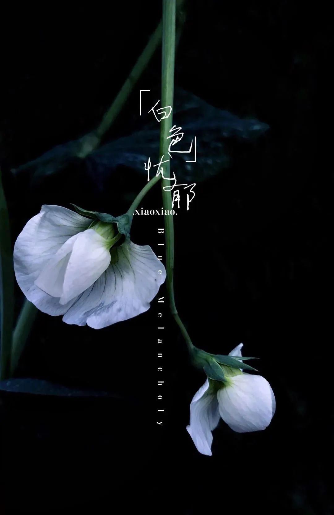 大家用手机拍出过什么好看的照片,赞别人的照片拍摄得好的句子