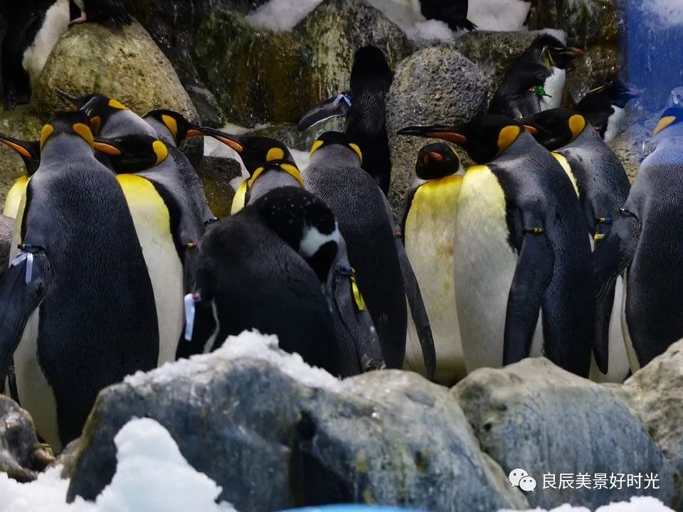 大阪ose期货国内可以交易吗,大阪osaksa食堂