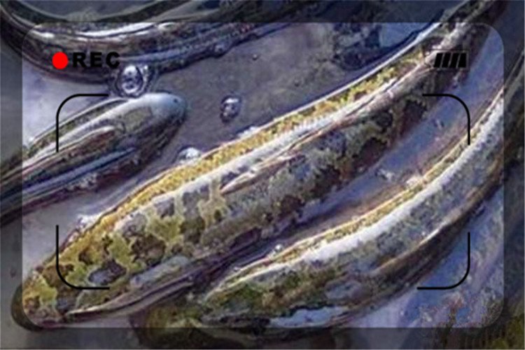 农村目前养殖什么比较挣钱,农村空房养殖什么挣钱