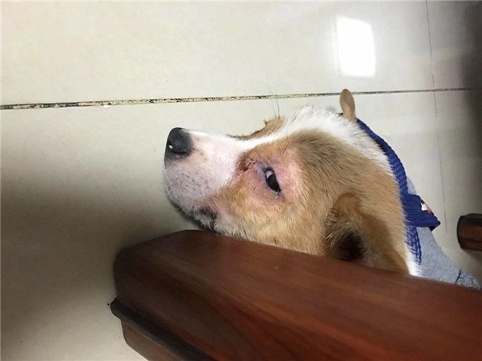 幼犬感染犬细小后并不会变得“又细又小”,其实犬瘟热才是