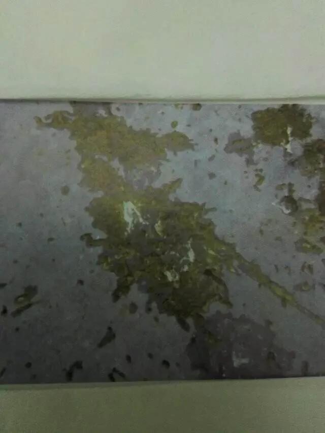 信鸽病防治,信鸽疾病的预防常识