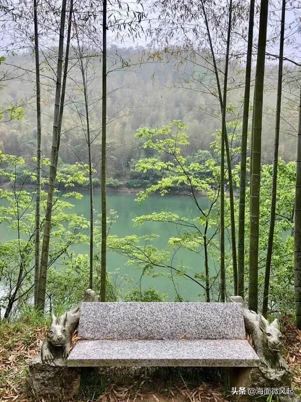 百里竹海森林氧吧,湖北宜兴竹海天然氧吧