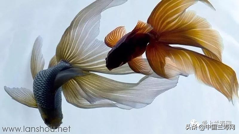 那些企图拿尾巴征服世界的金鱼们