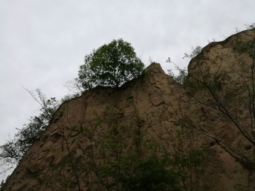 郑州树木园最新视频,郑州树木园现状