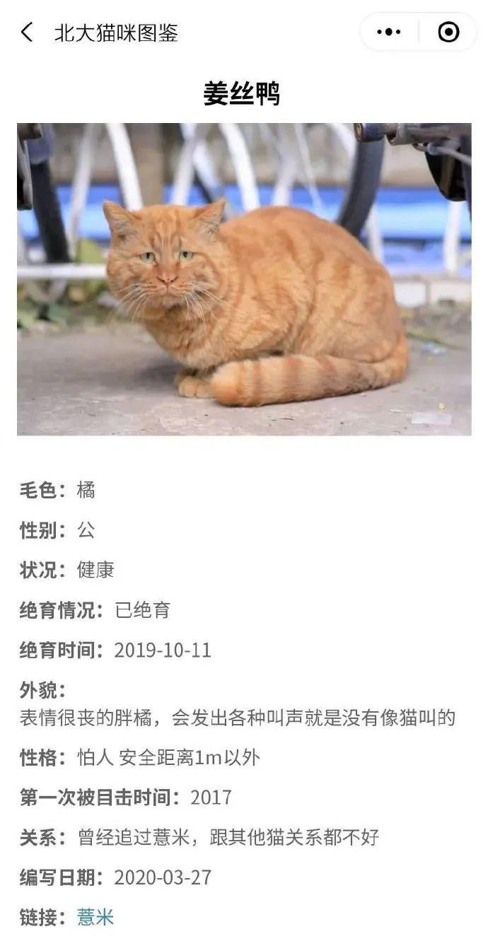 穷养猫vs富养猫的视频,穷养狗vs富养狗
