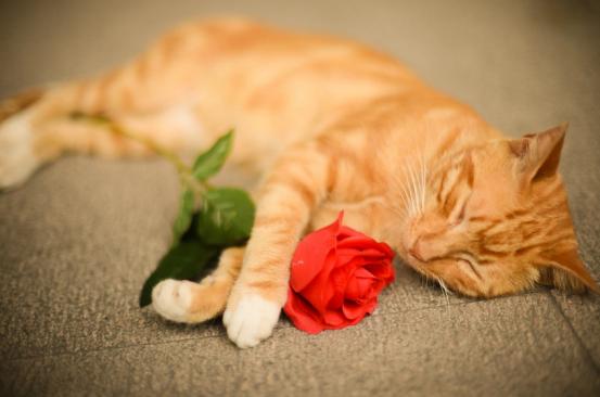 夏天猫咪怎么度过的,夏天猫咪怎么避暑旅游