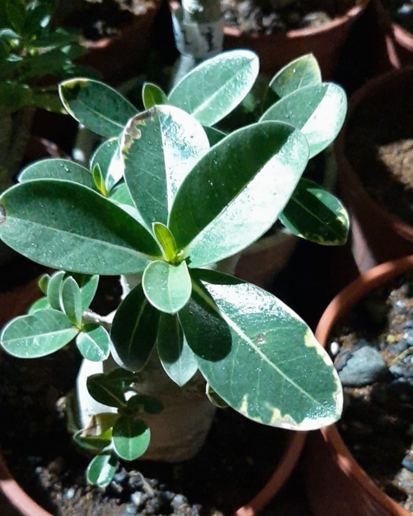 施肥多了植物枯萎怎么办,施肥过多叶子蔫了怎么办