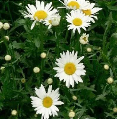 新品｜一款纯植物成分的体外驱虫剂