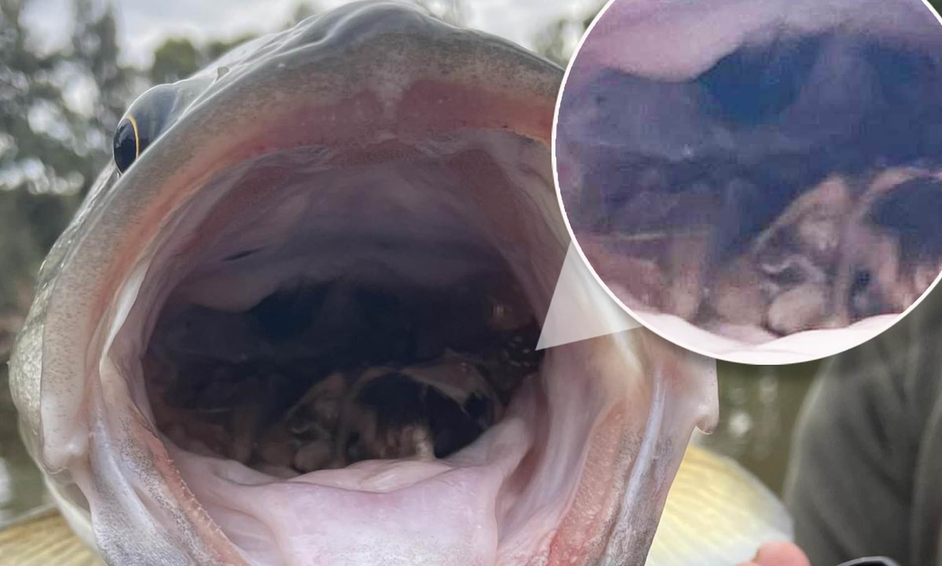 澳洲鼠患,澳洲鼠患成灾