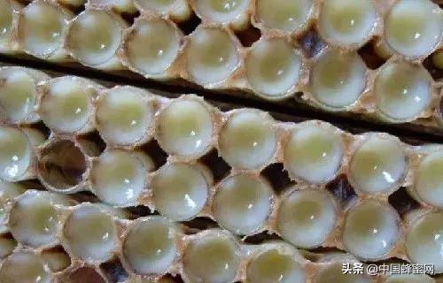 好的蜂王浆一般多少钱一斤,最好的蜂王浆多少钱一斤