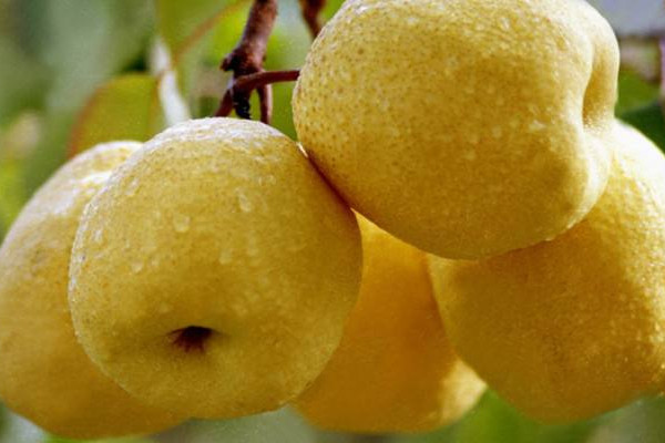 砀山梨公母哪个好吃,砀山梨哪种最好吃