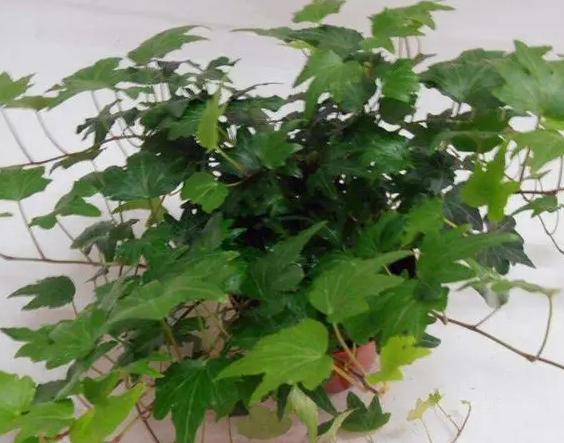 家里种菜蚜虫怎么治,盆栽植物蚜虫有什么方法去除