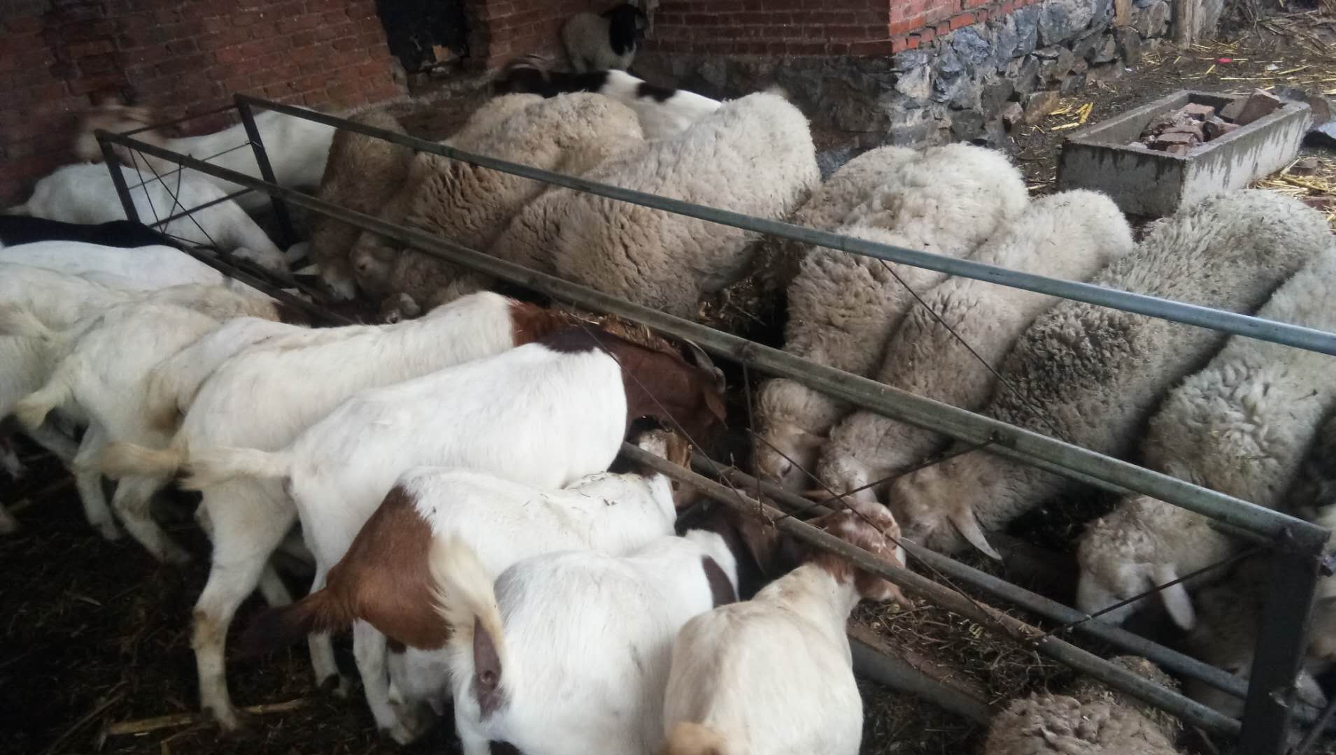 羊胀气最好的偏方,羊胀气吃什么养羊最好