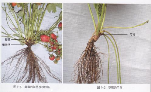 什么品种的草莓产量多又好吃又甜,什么草莓品种丰产又好吃