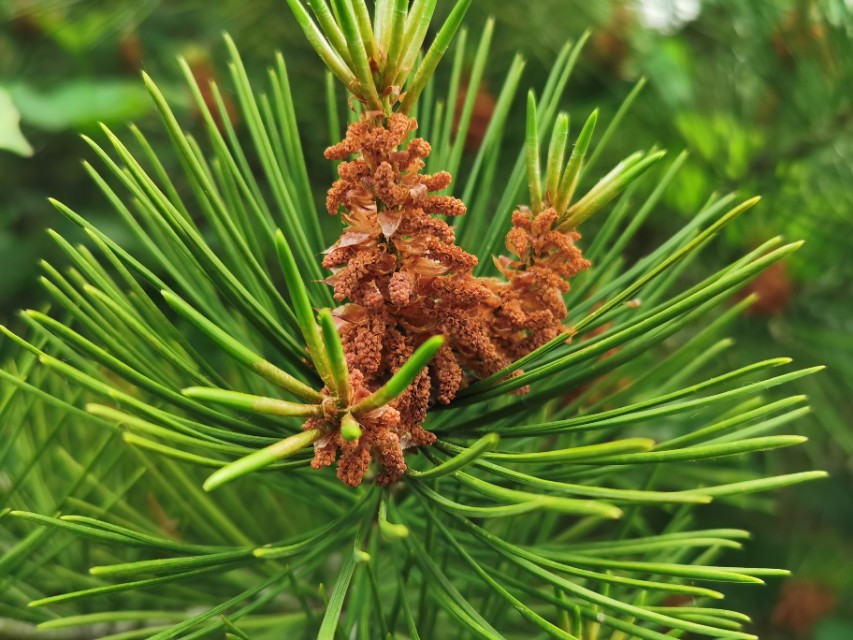 青岛高新区的公园让人们享受,青岛有个特别美的地方