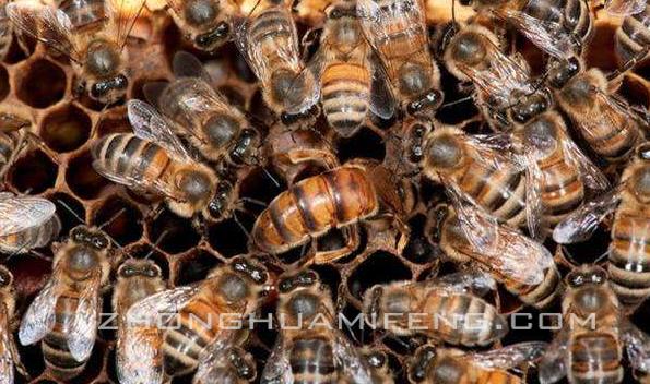 徐祖荫中蜂箱,养蜂技术怎么引蜜蜂