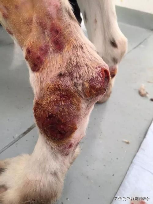 宠物猫狗皮肤病瘙痒寝食难安，主人难受着急，诊断准确才是关键！