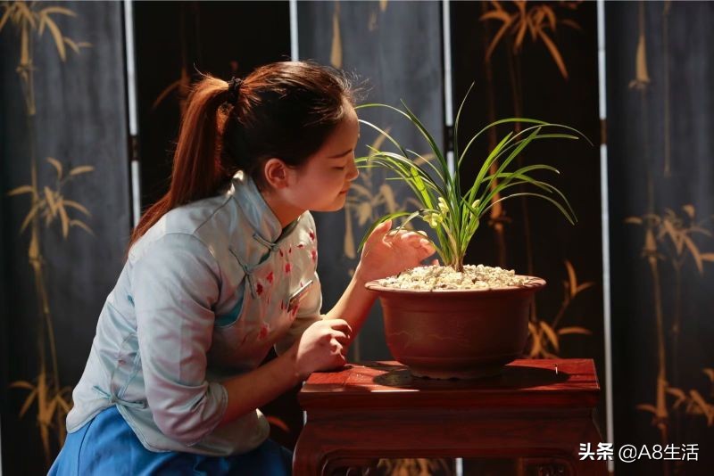 每日一品中药材,每日一品隶书作品