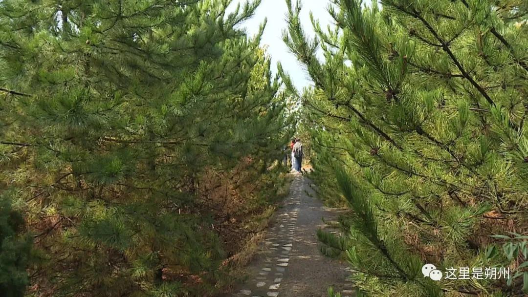 塞上绿洲环境科技有限公司,朔州塞上绿洲唱响生态欢歌