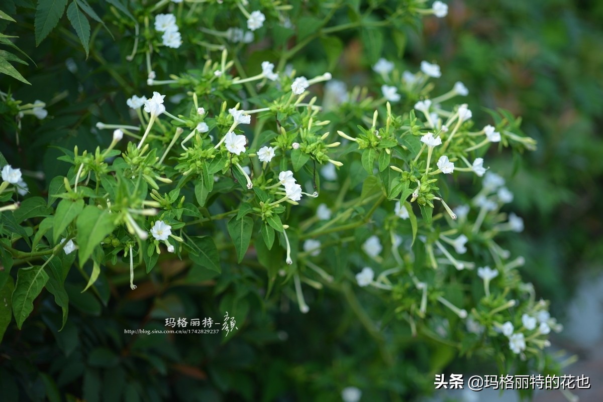 花园里四季常青的树,花园里四季都绿的植物