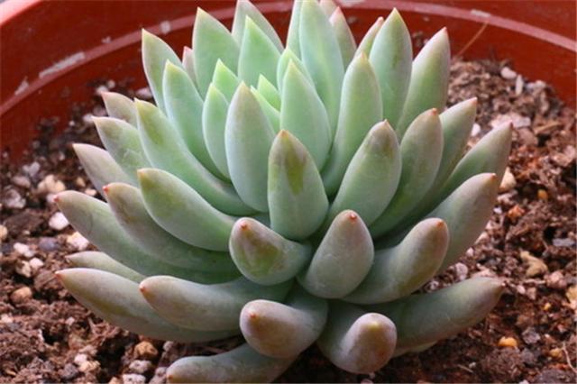 千佛手多肉如何养老桩好看,多肉千佛手好养吗