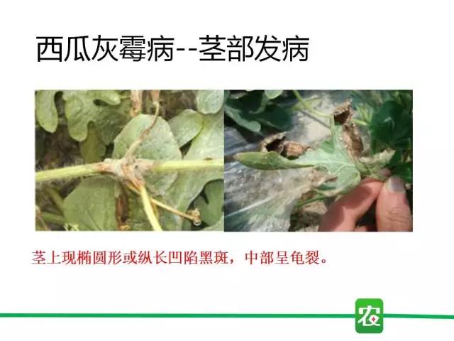 灰霉病视频图片,葡萄灰霉病和草莓灰霉病