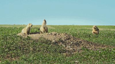 豆瓣9.8分悬疑大片,窥探电视剧豆瓣评分