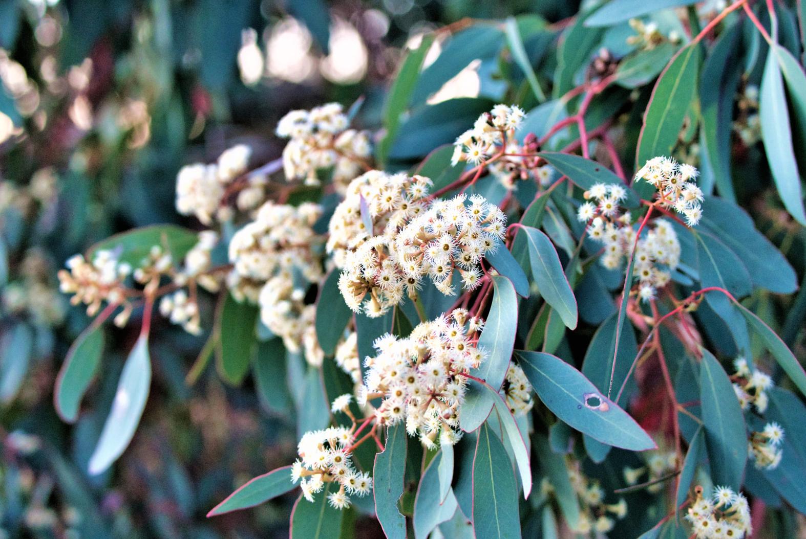 尤加利叶如何养长久,尤加利叶子怎么才会更香