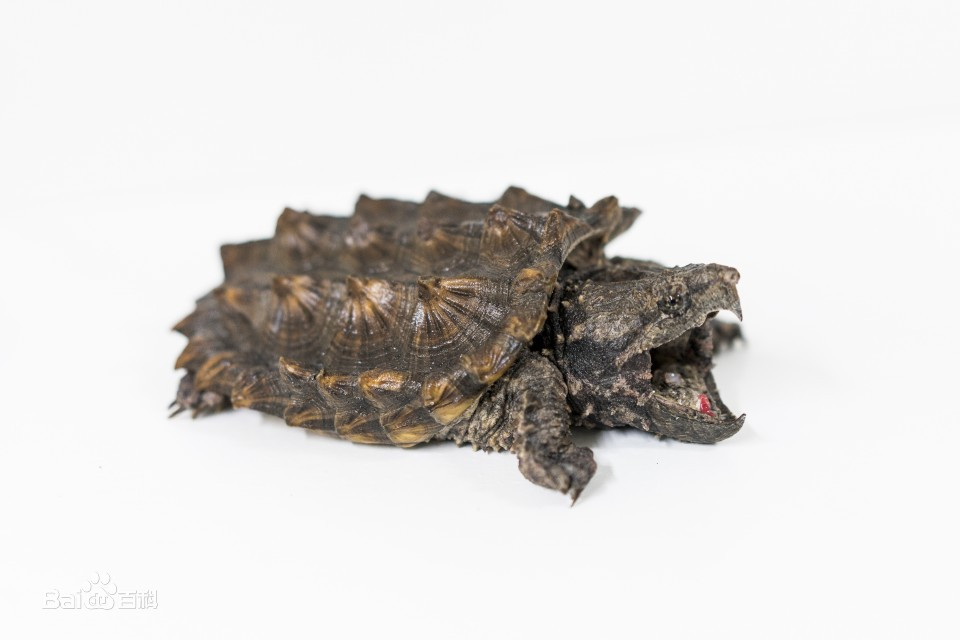 宠物龟饲养环境龟房,常见宠物龟介绍书籍