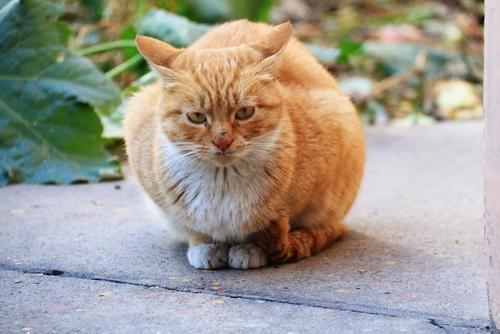 捡回来的流浪猫特别怕人怎么办,领养的猫咪超级怕人一直躲着