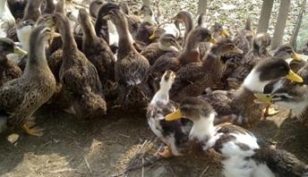 用什么药防治鸭肝,鸭肝有黄色水怎么办