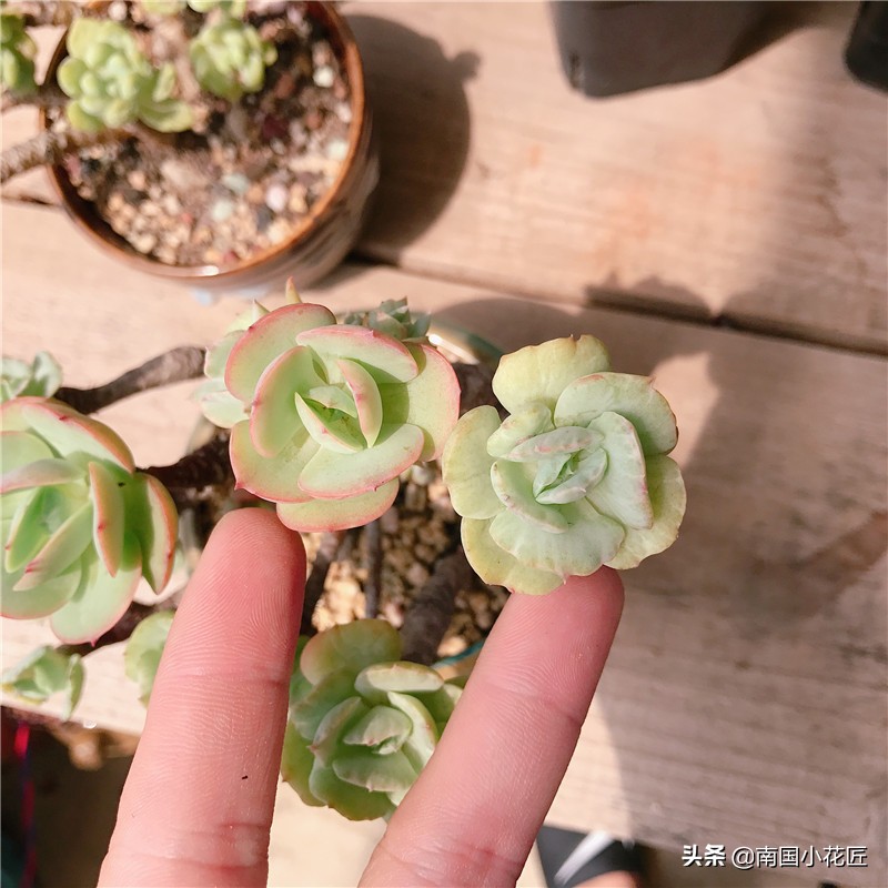 多肉回老家,多肉回爷爷家