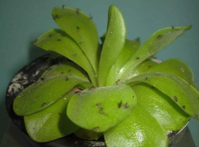 冬季室内养花小飞虫怎么消灭,养花虫子多怎么驱虫