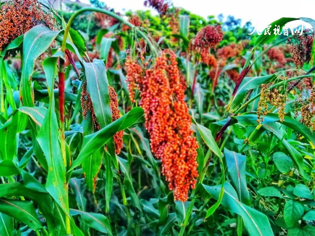 安康市恒口示范区百日大会战,安康市恒口示范区成立始末